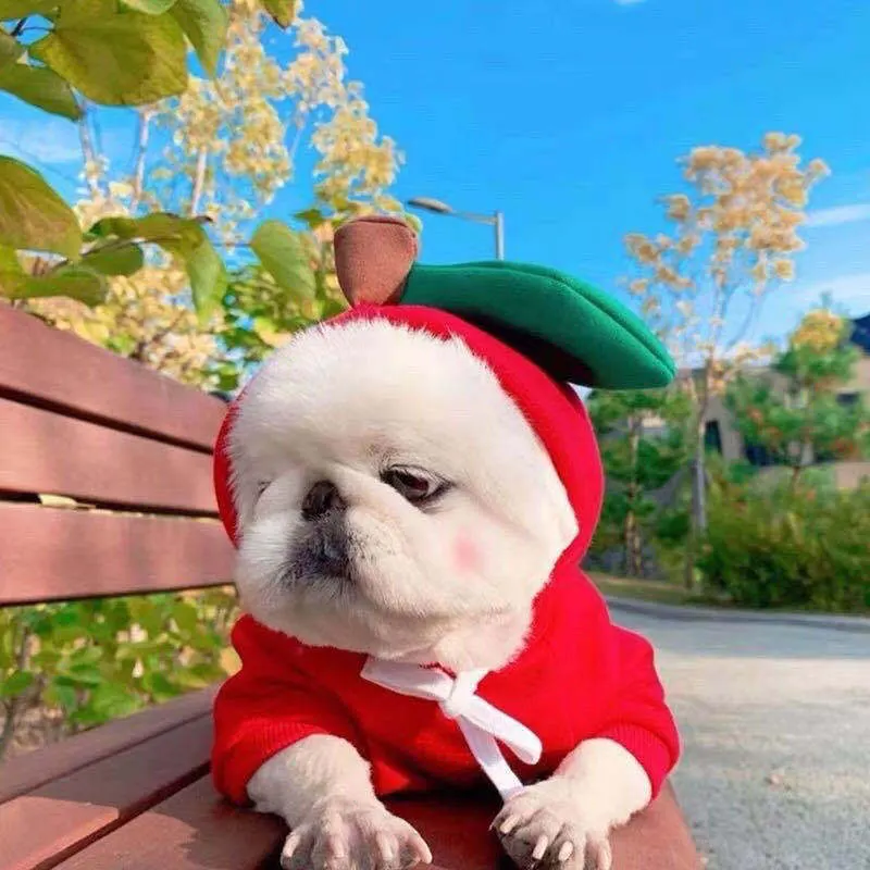 dog dressed as an apple